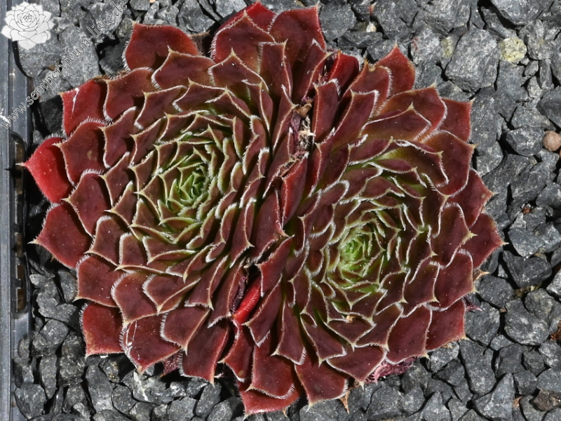 Korspelse Joosijnkin / Jovi