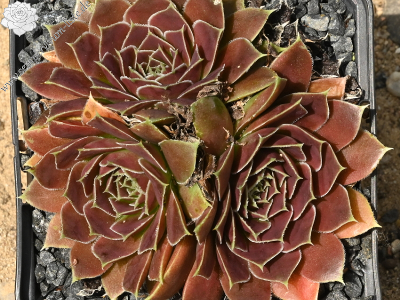 Korspelse Kristruw / Jovi