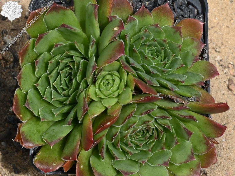 Korspelse Lipaz / Jovi