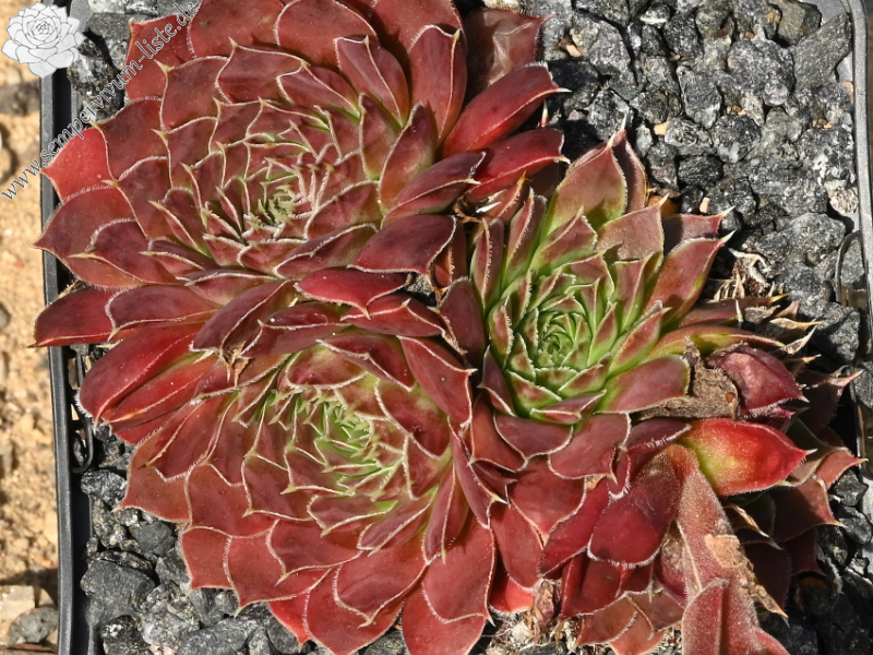 Korspelse Malkit / Jovi