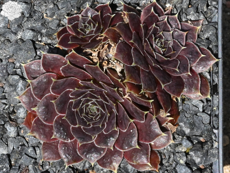 Korspelse Nofeya / Jovi