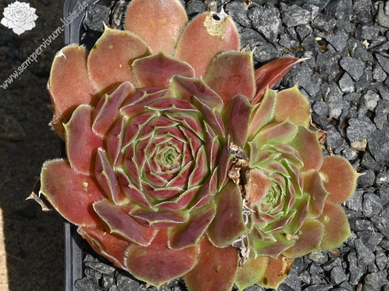 Korspelse Salimah / Jovi