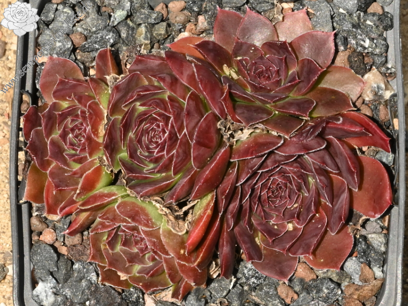 Mount Vesuvio / Jovi