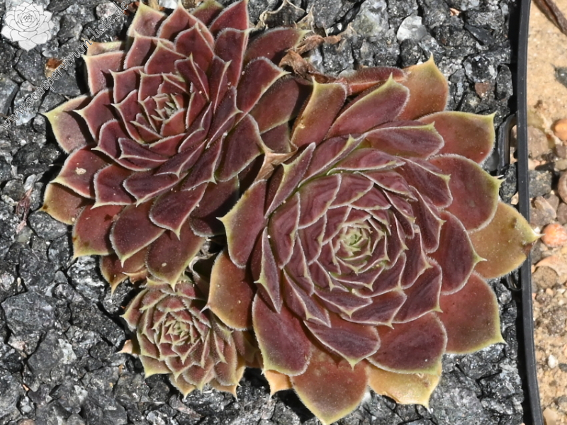 Pfälzer Burg / Jovi