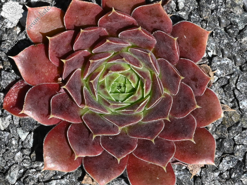 Suffolk Punch / Jovi