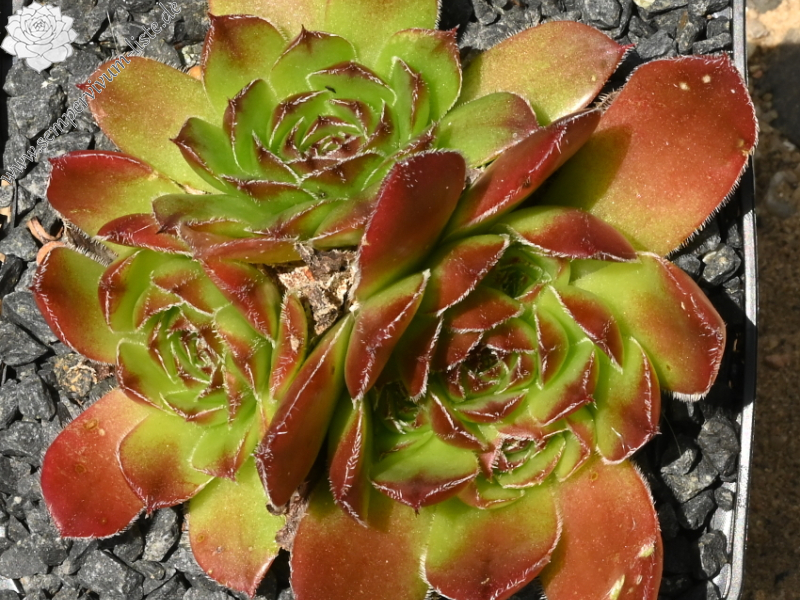 Sunny Side Up / Jovi