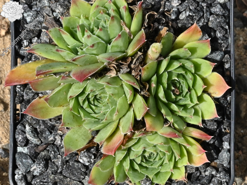 "heuffelii (glabrum) from ""Anthoborio""