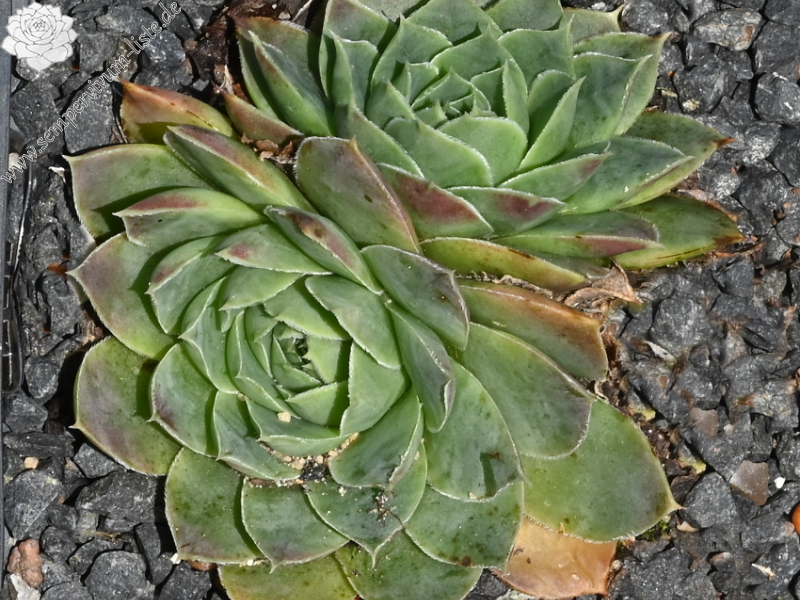 heuffelii (glabrum) from Koprivnik