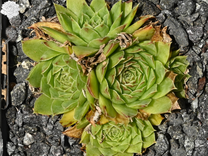 heuffelii (glabrum) from Sarajevo