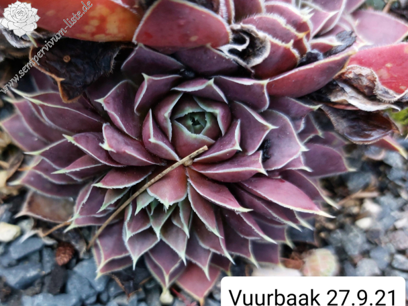 Vuurbaak / Jovi