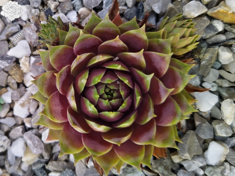 Supersemps® Fire Quartz