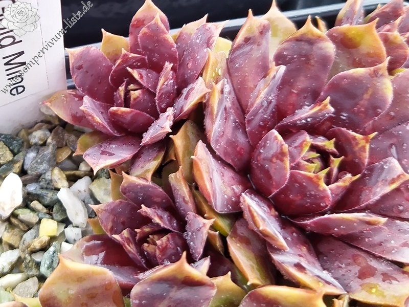 Chick Charms® Gold Mine