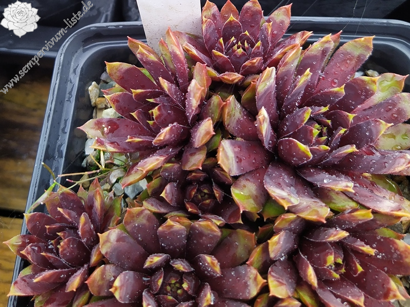 Chick Charms® Gold Rush