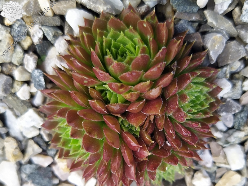 My cochinella / Jovi