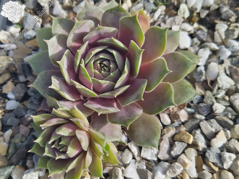 Chick Charms® Pink Sapphire