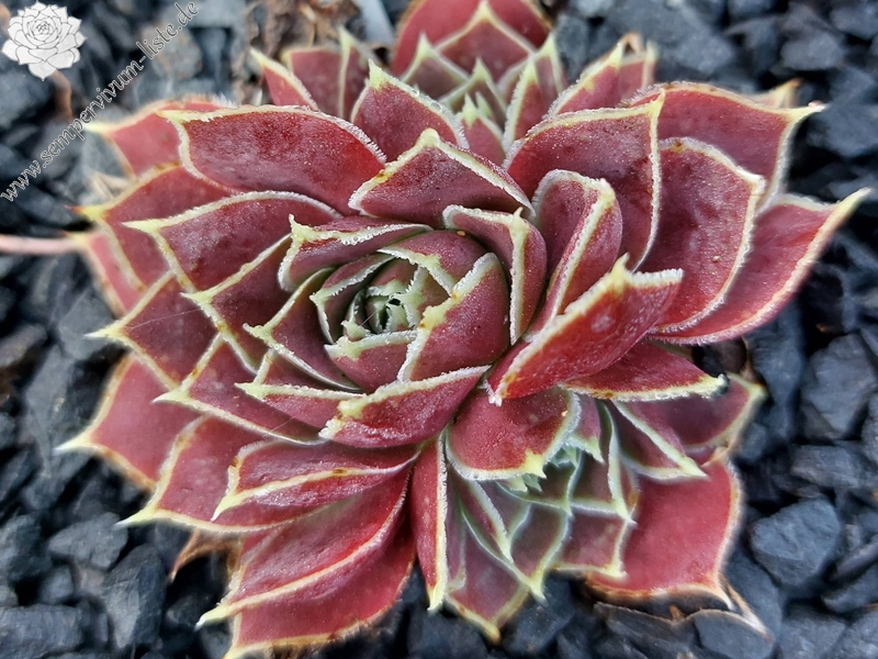 Pink Star / Jovi