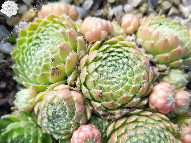 Chick Charms® Powdered Pastry