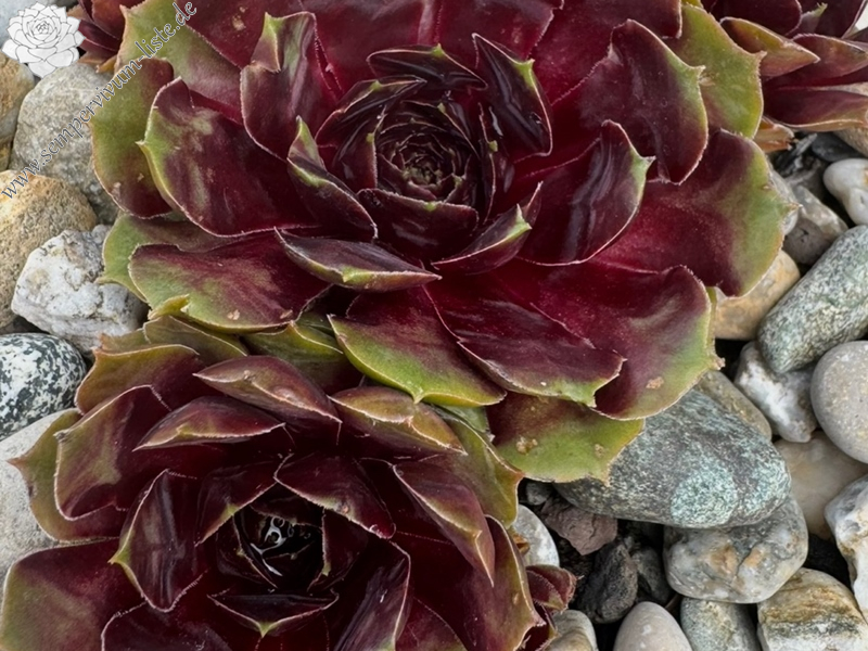 Queen of Rock´n Roll