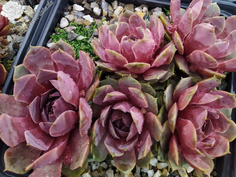 Chick Charms® Steel Appeal