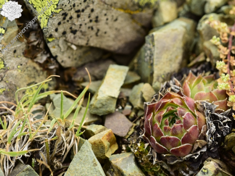 heuffelii from Matsouki, N