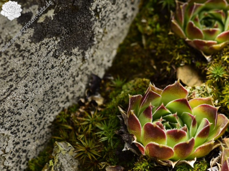 heuffelii from Matsouki, N