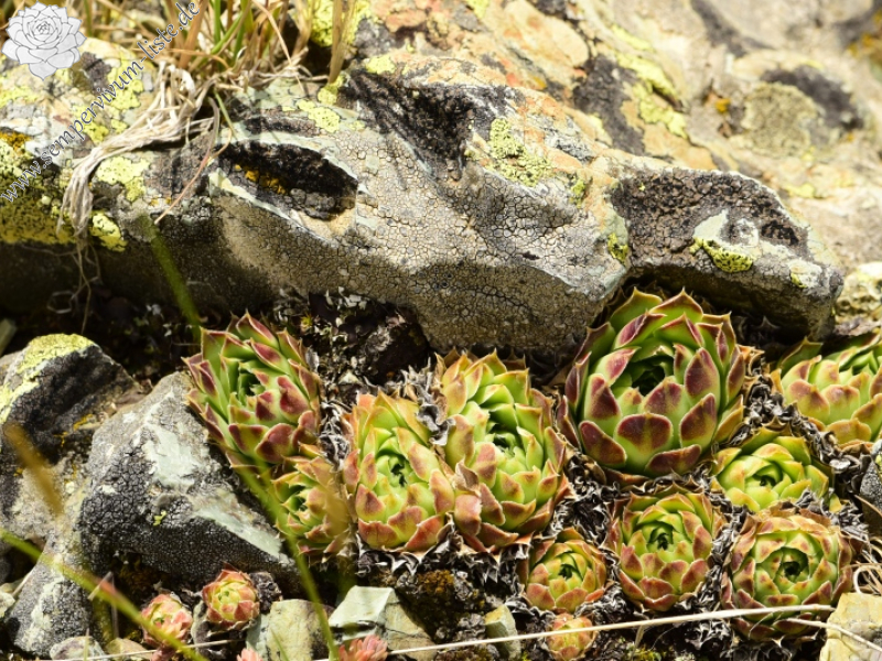 heuffelii from Matsouki, N