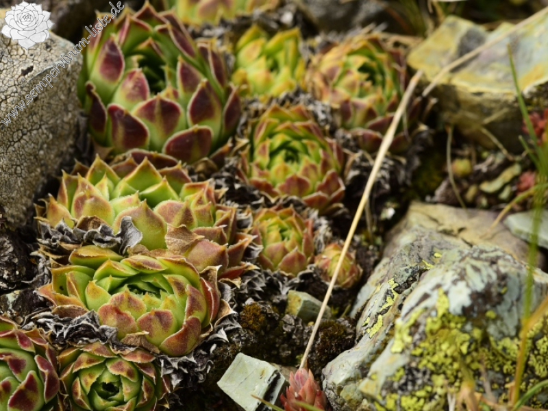 heuffelii from Matsouki, N