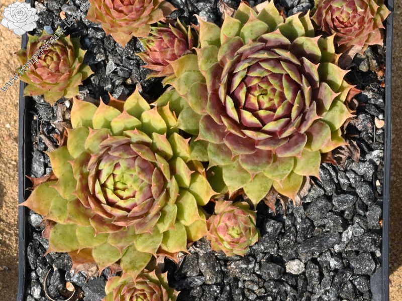 Chick Charms® Gold Mine