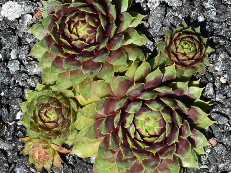 Chick Charms® Gold Rush