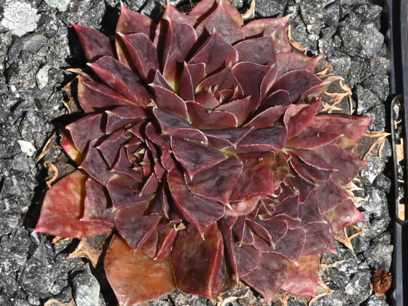 Banby Loniers / Jovi