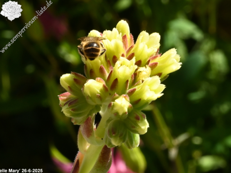 Belle Mary / Jovi ( II )