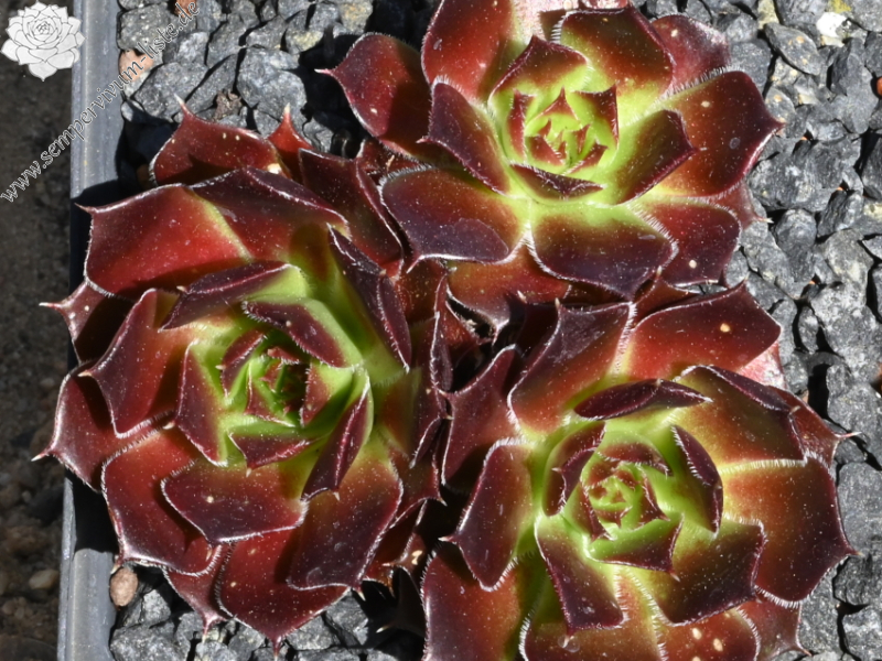 Dame de Coeur / Jovi