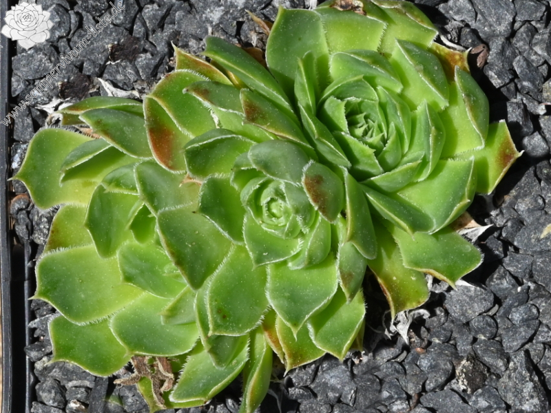 Golden Suzanna / Jovi