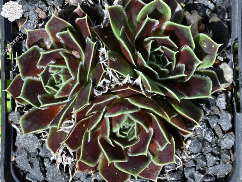 Kaus Australis / Jovi