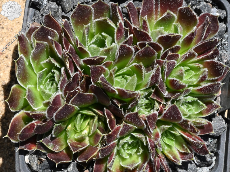 Kleiner Krieger / Jovi