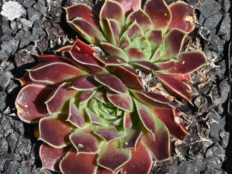 Korspel Red Rock / Jovi