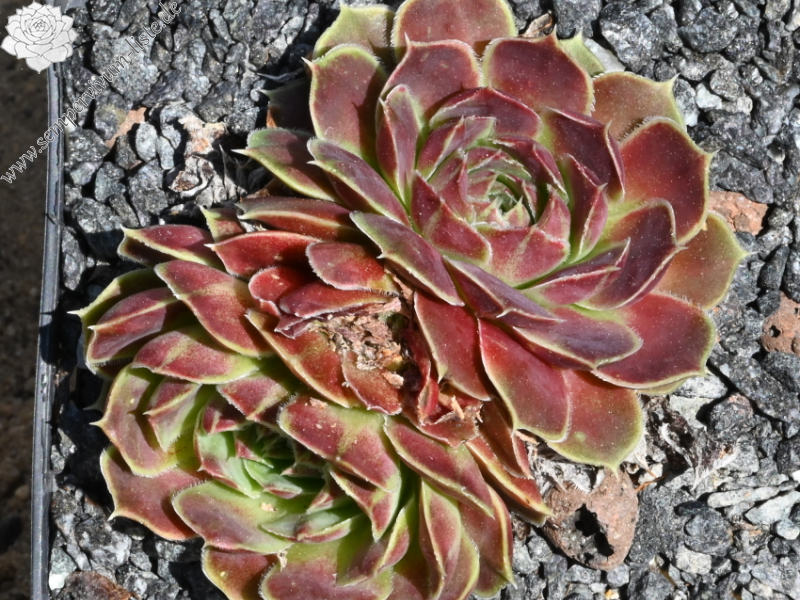 Korspelse Fedoussia / Jovi