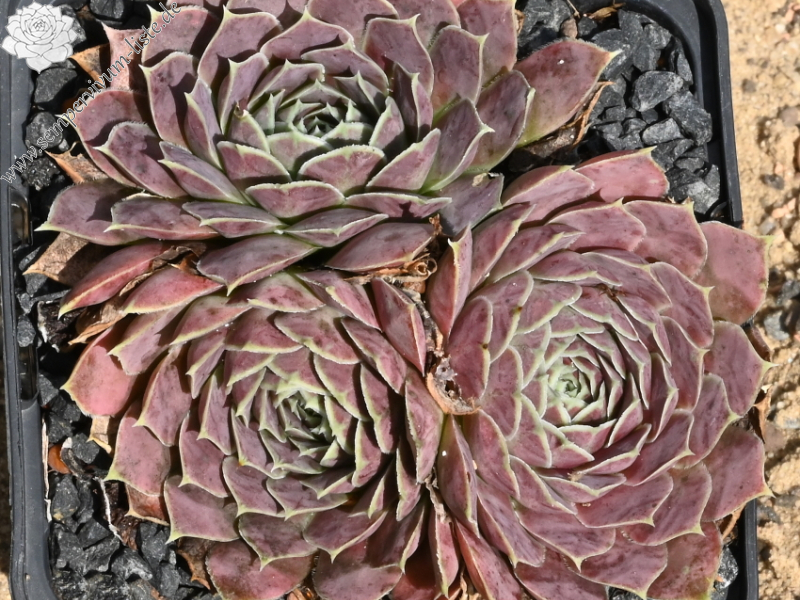 Korspelse Felipina / Jovi