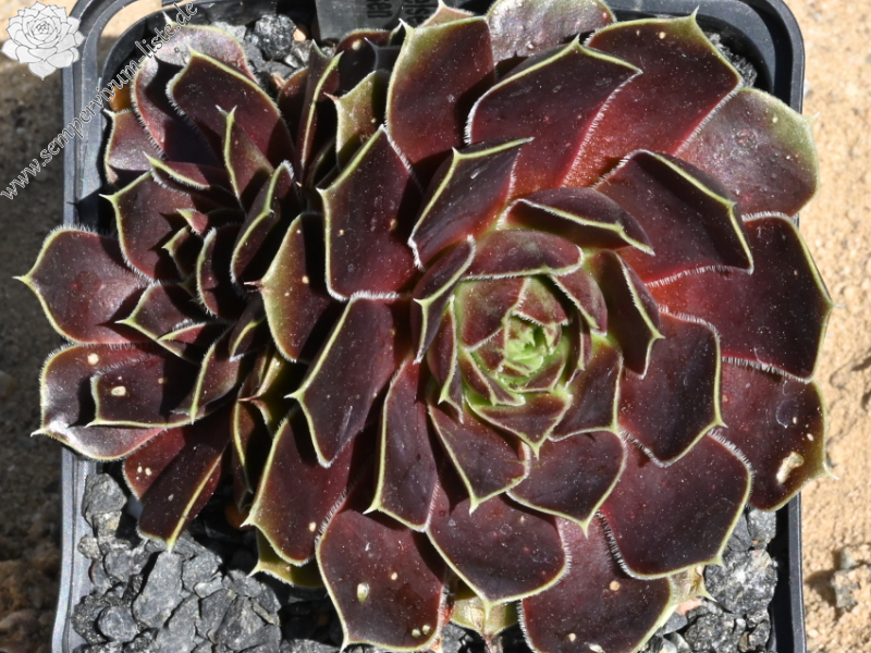 Korspelse Florissen / Jovi