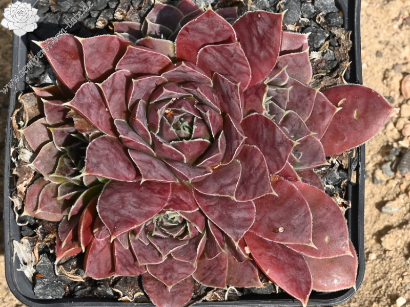 Korspelse Herdis / Jovi