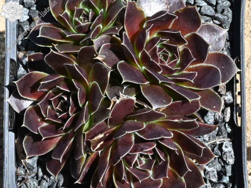 Korspelse Hervinia / Jovi