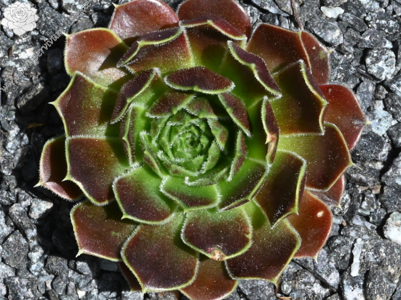 Korspelse Joosijnkin / Jovi