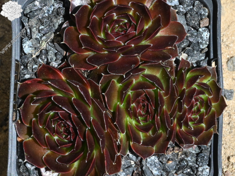 Korspelse Jorinde / Jovi