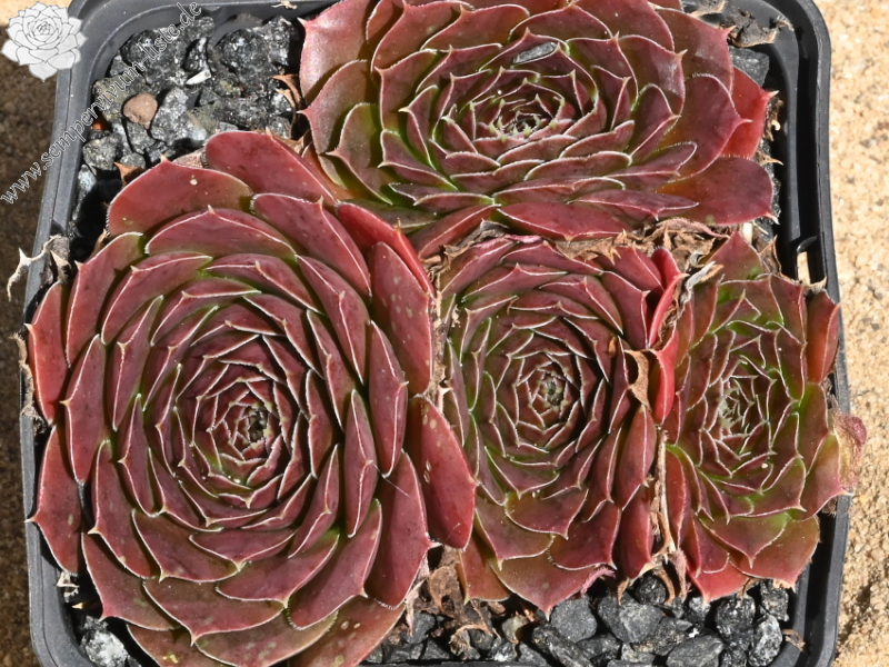 Korspelse Jorinde / Jovi