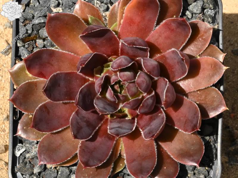 Korspelse Oladie / Jovi