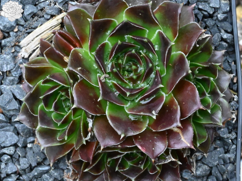 Korspelse Olyna / Jovi