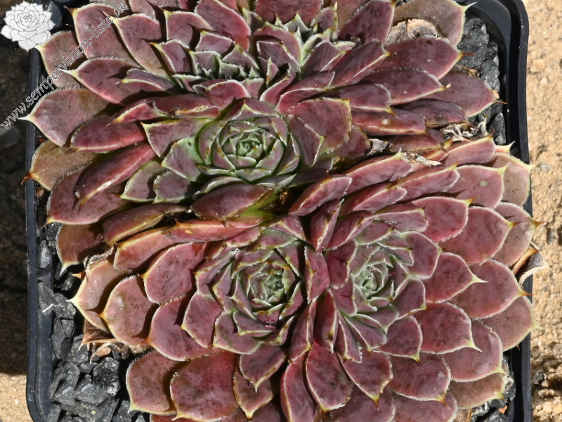 Korspelse Pronica / Jovi