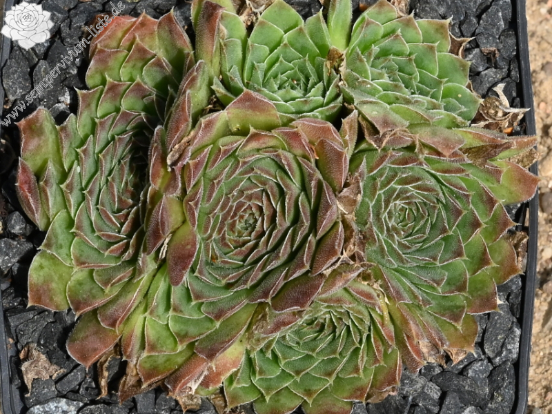 Korspelse Soile / Jovi