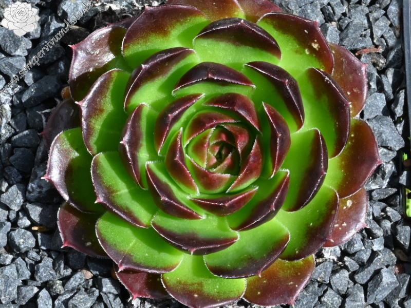 Korspelse Teena / Jovi