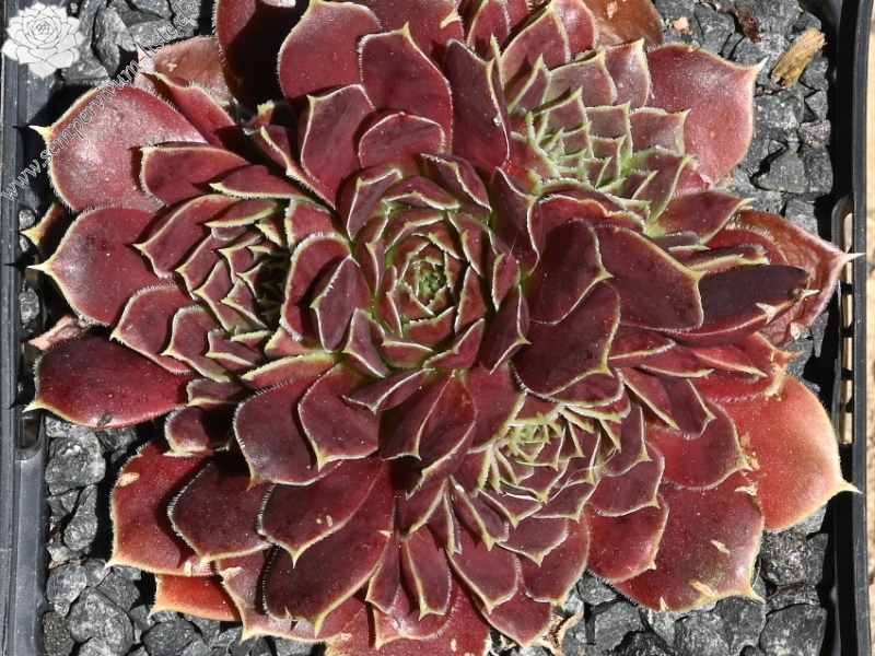 Korspelse Varsha / Jovi